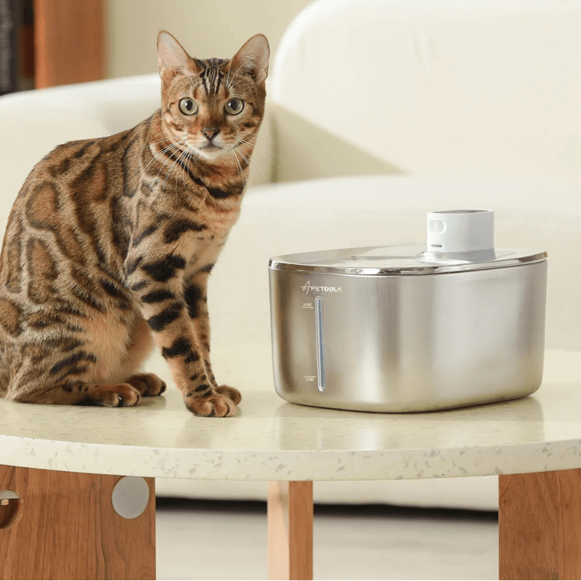 Fontaines à eau pour chat